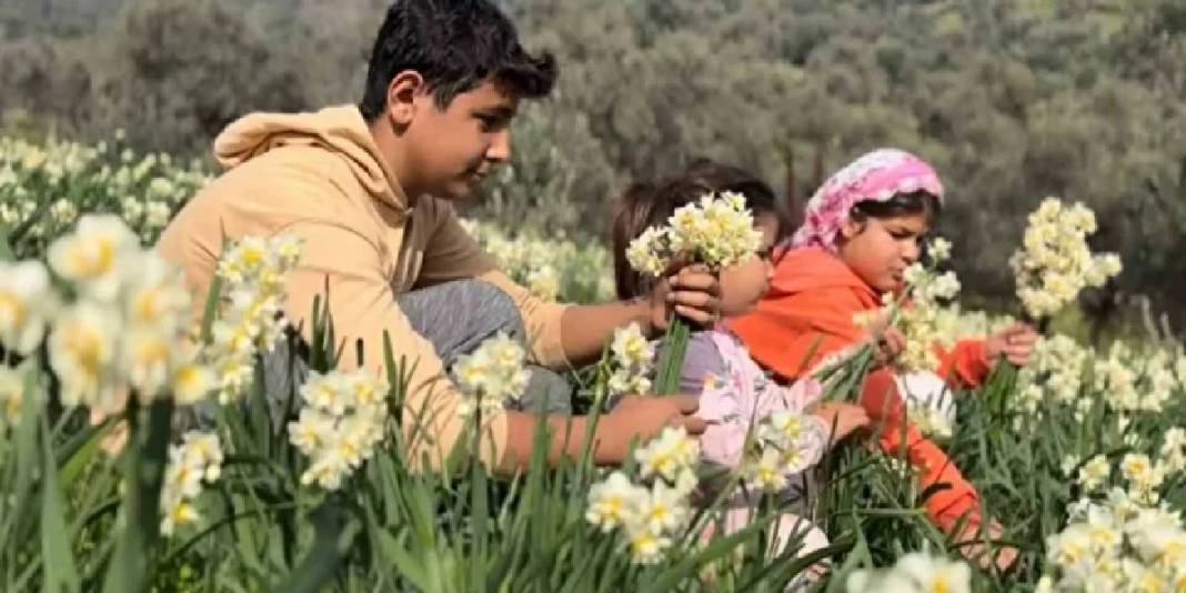 Alzheimer tedavisinin kritik maddesi: ‘Beyaz altın’ hasadı başladı! 1